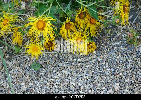 Elecamppane (Inula helenium) Yellowhead, Elf dock o Horse-Heal. Foto Stock