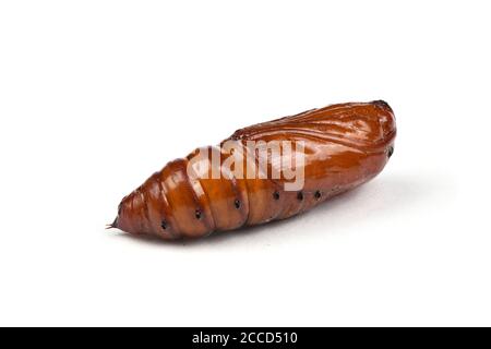 Pupa di falkmoth della testa della morte maggiore (Acherontia atropos) isolato su bianco. Foto ad alta risoluzione. Profondità di campo completa. Foto Stock