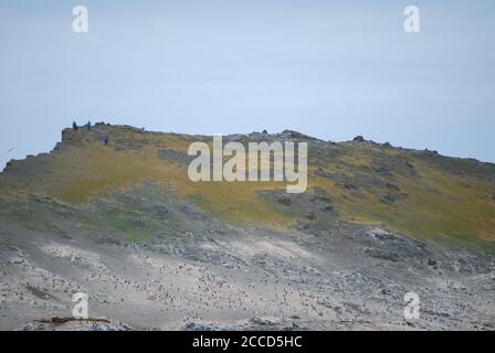 Hannah Point è un punto sulla costa meridionale dell'isola di Livingston, nelle Isole Shetland meridionali, in Antartide. Ecco i pinguini gentoo e maccheroni. Foto Stock