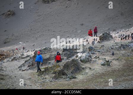 Hannah Point è un punto sulla costa meridionale dell'isola di Livingston, nelle Isole Shetland meridionali, in Antartide. Ecco i pinguini gentoo e maccheroni. Foto Stock