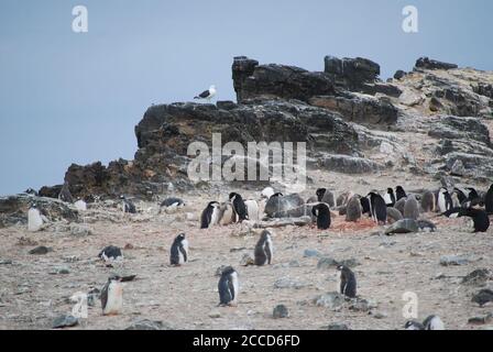 Hannah Point è un punto sulla costa meridionale dell'isola di Livingston, nelle Isole Shetland meridionali, in Antartide. Ecco i pinguini gentoo e maccheroni. Foto Stock