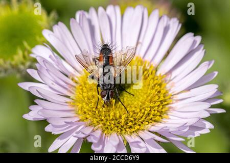 Tachinid Fly Eriothrix rufomaculata Foto Stock