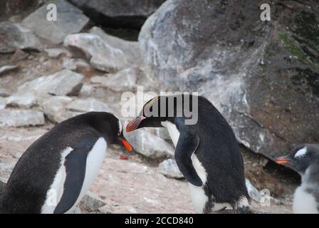 Hannah Point è un punto sulla costa meridionale dell'isola di Livingston, nelle Isole Shetland meridionali, in Antartide. Ecco i pinguini gentoo e maccheroni. Foto Stock