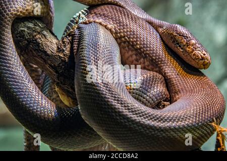 Il python di Macklot (Loriasis mackloti) è una specie di python, un serpente non venoso della famiglia Pythonidae. Foto Stock