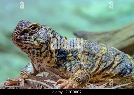 Il mastigure ornato (Uromastyx ornata) è una specie di lucertola della famiglia delle Agamidae. Foto Stock