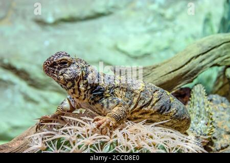 Il mastigure ornato (Uromastyx ornata) è una specie di lucertola della famiglia delle Agamidae. Foto Stock