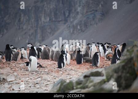 Hannah Point è un punto sulla costa meridionale dell'isola di Livingston, nelle Isole Shetland meridionali, in Antartide. Ecco i pinguini gentoo e maccheroni. Foto Stock