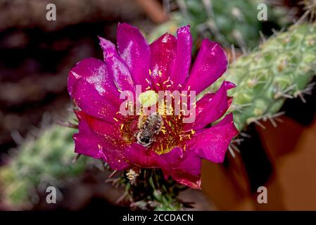 Fiore del Buckhorn Cholla Cactus, Cylindropuntia Acanthocarpa. Originario dell'Arizona, cresce a varie altitudini. Nel deserto inferiore i fiori Foto Stock