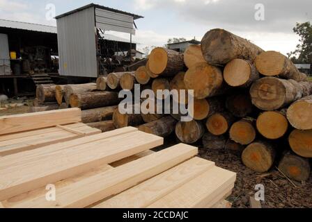 Orange, TX USA, 10 novembre 2006: Legname grezzo e finito alla Rogers Lumber Company. L'azienda elabora legname di pino in tavole da taglio per l'industria edile commerciale. ©Bob Daemmrich Foto Stock