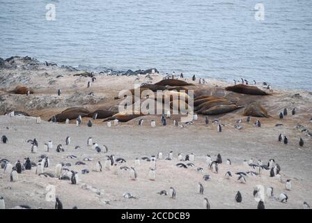 Hannah Point è un punto sulla costa meridionale dell'isola di Livingston, nelle Isole Shetland meridionali, in Antartide. Ecco i pinguini gentoo e maccheroni. Foto Stock