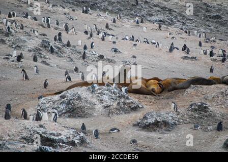 Hannah Point è un punto sulla costa meridionale dell'isola di Livingston, nelle Isole Shetland meridionali, in Antartide. Ecco i pinguini gentoo e maccheroni. Foto Stock