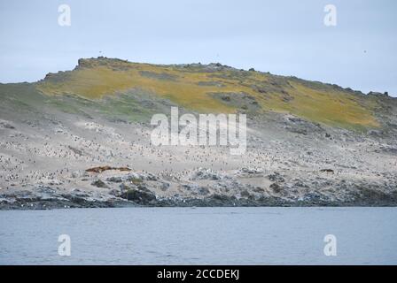 Hannah Point è un punto sulla costa meridionale dell'isola di Livingston, nelle Isole Shetland meridionali, in Antartide. Ecco i pinguini gentoo e maccheroni. Foto Stock