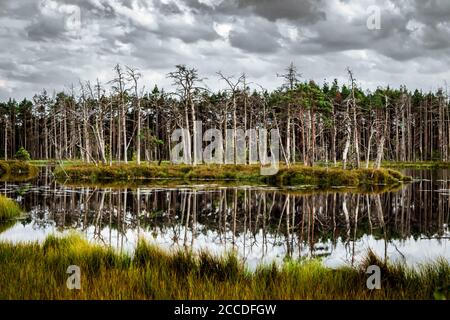 Isola con alberi secchi e il loro riflesso nel lago di palude. Foto Stock