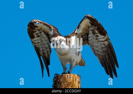 Osprey (Pandion haliaetus) su un palo Foto Stock