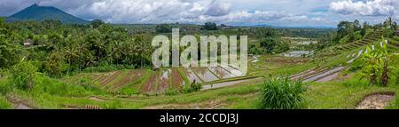 Le risaie terrazzate di Jatiluwih a Bali comprendono oltre 600 ettari di campi di riso seguendo la topografia fluente di collina del La catena montuosa di Batukaru Foto Stock