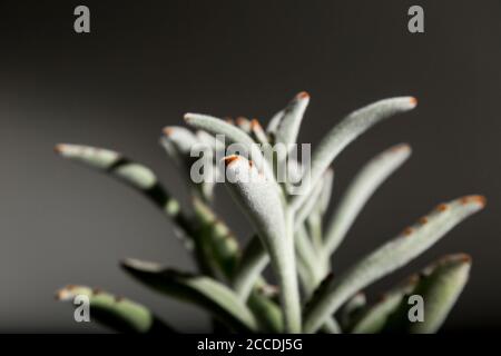 Primo piano di un Succulente: Panda Plant o Kalanchoe tomentosa su sfondo grigio scuro. Foto Stock