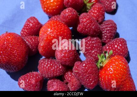 Macro shot di bacche miste al sole - fragole e lamponi su sfondo blu Foto Stock