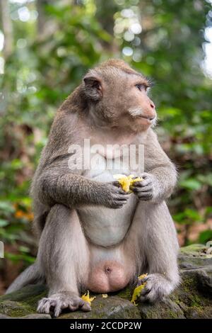 Sangeh Monkey Forest vicino al villaggio di Sangeh, nel sud-ovest di Bali, ha sei ettari di terreno forestale con alberi di noce moscata giganti. Le attrazioni principali lui Foto Stock