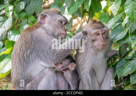 Sangeh Monkey Forest vicino al villaggio di Sangeh, nel sud-ovest di Bali, ha sei ettari di terreno forestale con alberi di noce moscata giganti. Le attrazioni principali lui Foto Stock