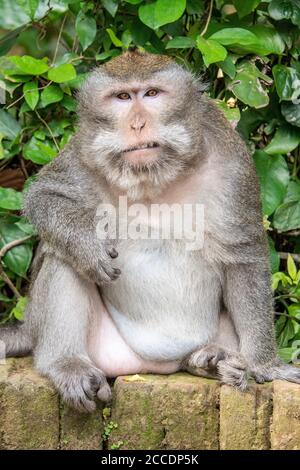 Sangeh Monkey Forest vicino al villaggio di Sangeh, nel sud-ovest di Bali, ha sei ettari di terreno forestale con alberi di noce moscata giganti. Le attrazioni principali lui Foto Stock