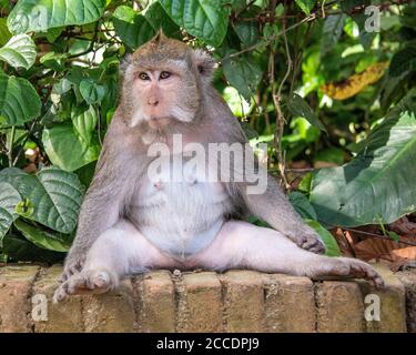 Sangeh Monkey Forest vicino al villaggio di Sangeh, nel sud-ovest di Bali, ha sei ettari di terreno forestale con alberi di noce moscata giganti. Le attrazioni principali lui Foto Stock