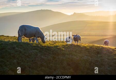 Pascolo di pecore in campagna vicino Shutlingsloe nel Cheshire orientale Regione del Peak District Inghilterra Regno Unito Foto Stock