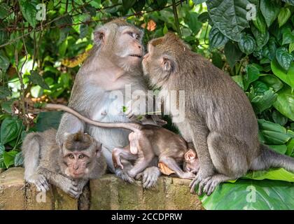 Sangeh Monkey Forest vicino al villaggio di Sangeh, nel sud-ovest di Bali, ha sei ettari di terreno forestale con alberi di noce moscata giganti. Le attrazioni principali lui Foto Stock