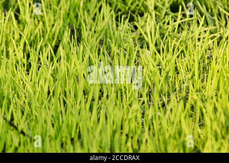 Erba alla luce del sole | campo di erba vibrante brillante in shinny luce del giorno Foto Stock