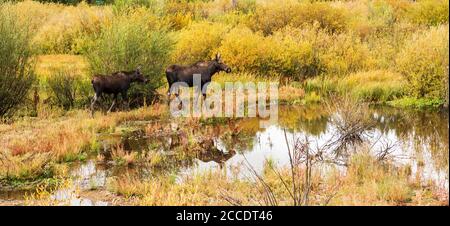 Alce madre e vitello in piedi da stagno e riflettendo in l'acqua Foto Stock