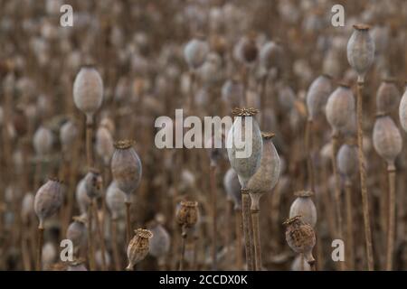 Campo di papavero in estate, quando la maggior parte delle teste di papavero sono asciutte e pronte per il raccolto. Slovacchia occidentale. Foto Stock