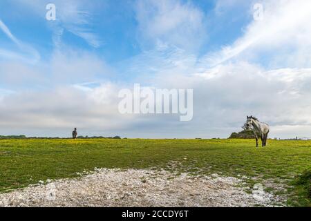 Cavalli in un prato in una soleggiata tarda primavera mattina Foto Stock