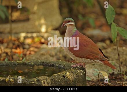 Key West Quail-colomba (Geotrygon chrysia) Adulti presso la piscina Cayo Coco, Cuba Marzo Foto Stock