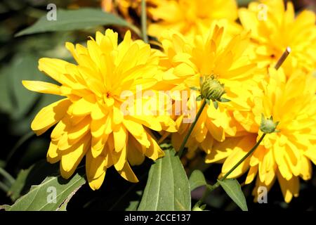 Leaf coneflower, Rudbeckia laciniata `Hortensia` Foto Stock