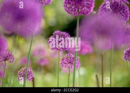 Gli alleati fioriti in un giardino estivo del Sussex nel Regno Unito. Foto Stock