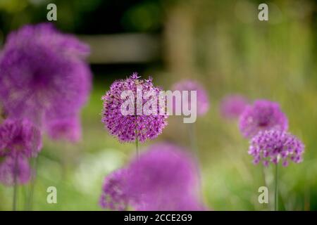 Gli alleati fioriti in un giardino estivo del Sussex nel Regno Unito. Foto Stock