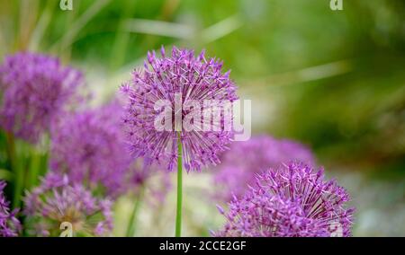 Gli alleati fioriti in un giardino estivo del Sussex nel Regno Unito. Foto Stock