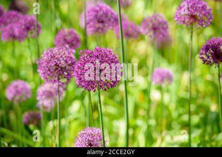 Gli alleati fioriti in un giardino estivo del Sussex nel Regno Unito. Foto Stock