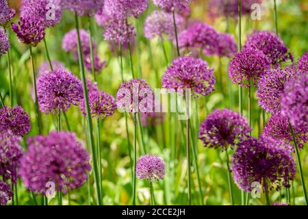 Gli alleati fioriti in un giardino estivo del Sussex nel Regno Unito. Foto Stock