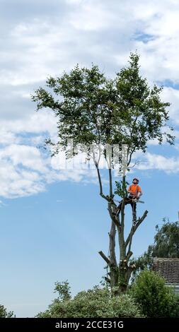 Un chirurgo dell'albero nel processo di taglio dei rami da un albero di faggio che è completamente in giù Foto Stock