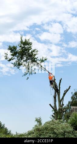 Un chirurgo dell'albero nel processo di taglio dei rami da un albero di faggio che è completamente in giù Foto Stock