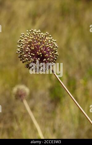 Grande infiorescenza di porro selvaggio (Allium ampeloprasum) che fiorente su un fondo naturale, fuori fuoco. Parco naturale di Arrabida, Setubal, Portogallo. Foto Stock