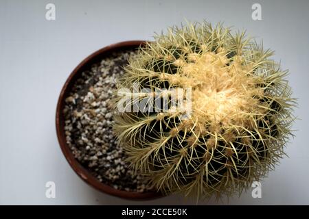 Cactus grande in pentola di creta Foto Stock