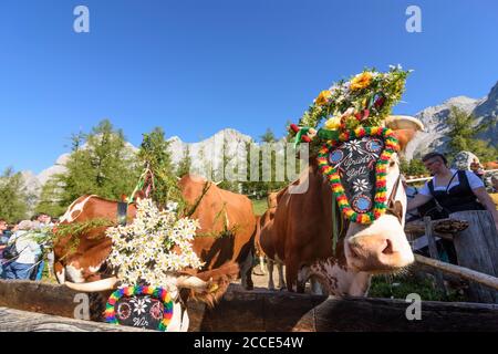 Montagne di Dachstein, alm alp Walcheralm, mucche decorate per l'azionamento del bestiame di Almabtrieb, pascolo di alta montagna, transumanza alpina in Schladming-Dachstei Foto Stock