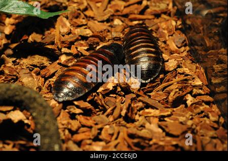 Madagascar sibilo scarafaggio. Gromphadorhina portentosa , conosciuta anche come il gallo gigante Madagascar. Foto Stock