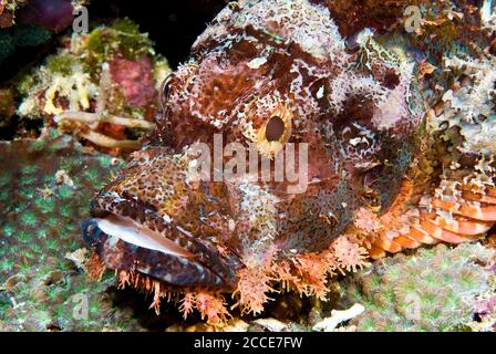 Scorpione (scorpaenopsis oxycephala) Foto Stock