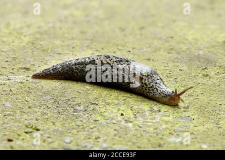 Grande slug grigio o leopardo Slug nome latino (Limax maximus) su sfondo di pietra. Foto ad alta risoluzione. Foto Stock