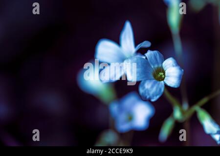 Primo piano, natura, Giardino, Fiore, crescita, astratto, Foto Stock