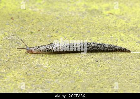 Grande slug grigio o leopardo Slug nome latino (Limax maximus) su sfondo di pietra. Foto ad alta risoluzione. Foto Stock