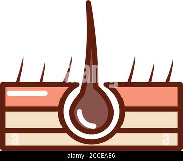 struttura del corpo umano del follicolo pilifero anatomia organo salute illustrazione vettoriale delle icone di linea e riempimento Illustrazione Vettoriale