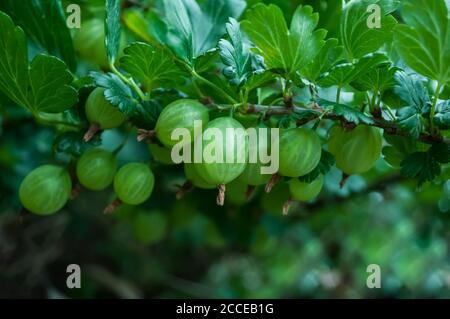 Mostra un primo piano di un sacco di frutti di bosco verdi che maturano orizzontalmente su un ramo con foglie verdi. Grande raccolta di frutti di bosco, frutti di bosco su un bl Foto Stock